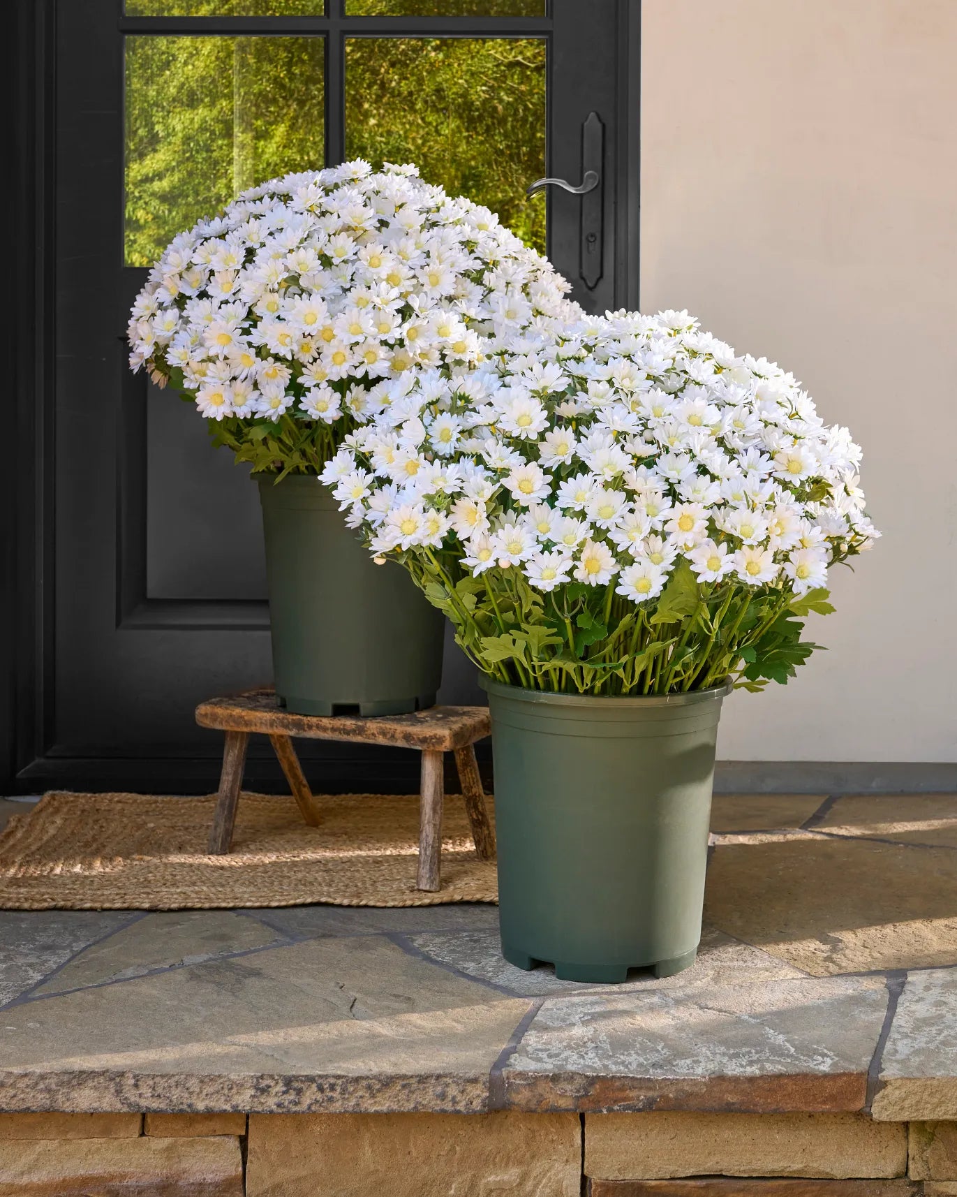 💥Last Day Each Only $2.99- Artificial Outdoor Sunset Mums Flowers - UV resistant, Waterproof, Windproof