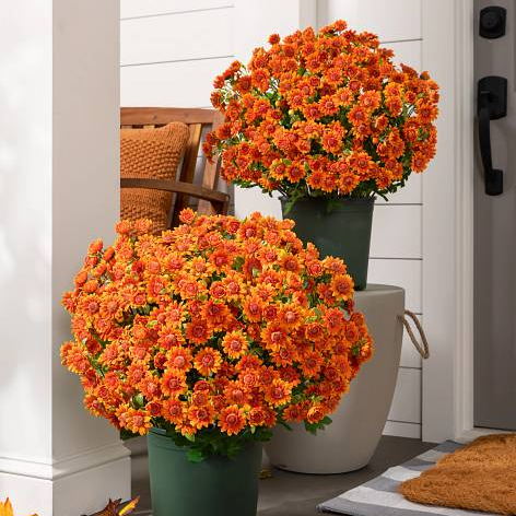💥Last Day Each Only $2.99- Artificial Outdoor Sunset Mums Flowers - UV resistant, Waterproof, Windproof